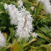 Ypsilandra thibetica